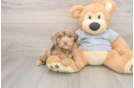 Petite Mini Aussiedoodle Poodle Mix Pup
