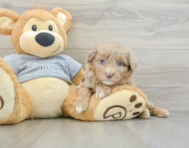 8 week old Mini Aussiedoodle Puppy For Sale - Pilesgrove Pups