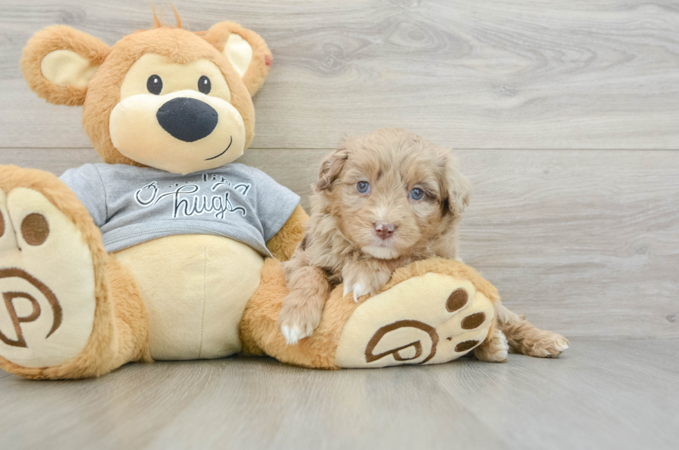 6 week old Mini Aussiedoodle Puppy For Sale - Pilesgrove Pups