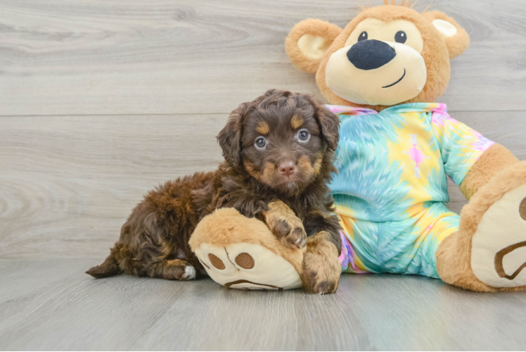 Little Mini Aussiepoo Poodle Mix Puppy