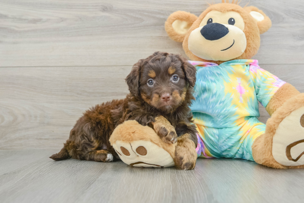 Little Mini Aussiepoo Poodle Mix Puppy