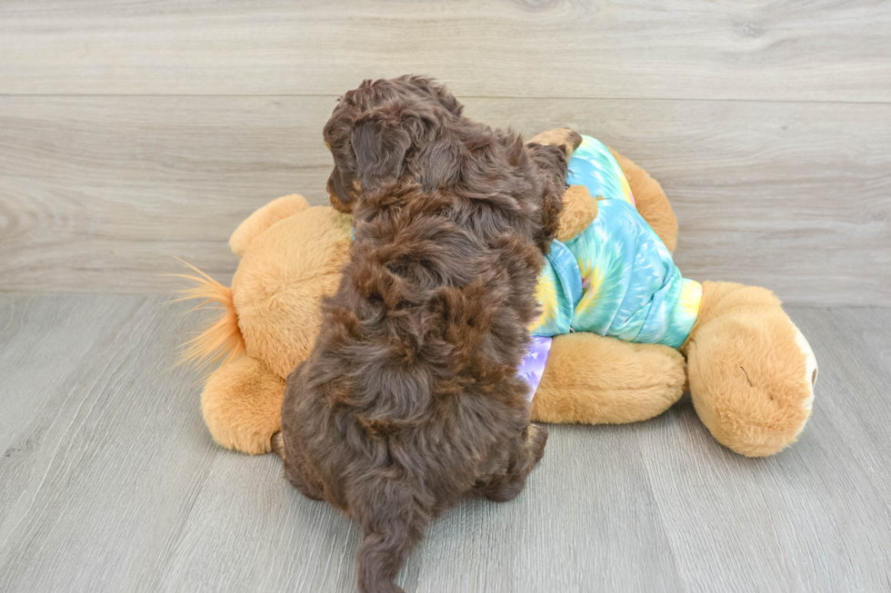 Adorable Mini Australian Shepherd X Poodle Mix Poodle Mix Puppy