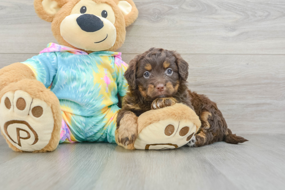 Popular Mini Aussiedoodle Poodle Mix Pup
