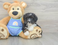 8 week old Mini Aussiedoodle Puppy For Sale - Pilesgrove Pups