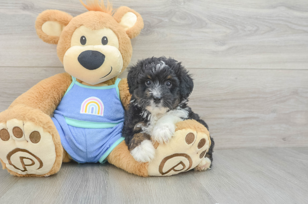 5 week old Mini Aussiedoodle Puppy For Sale - Pilesgrove Pups