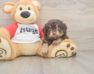 8 week old Mini Aussiedoodle Puppy For Sale - Pilesgrove Pups