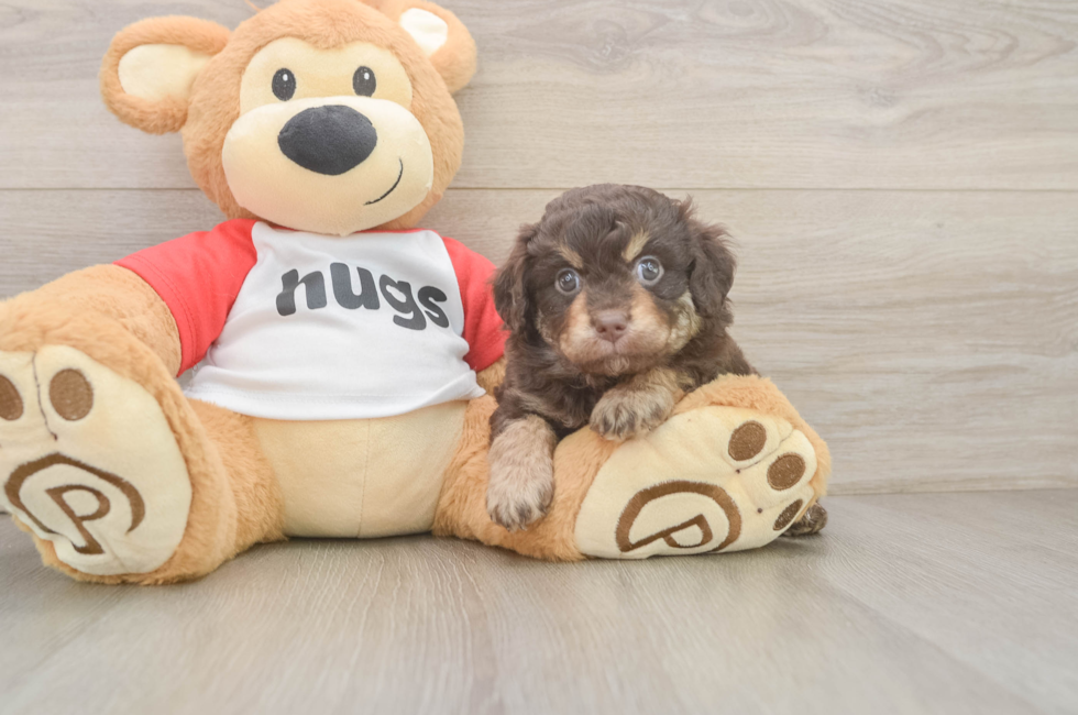 5 week old Mini Aussiedoodle Puppy For Sale - Pilesgrove Pups