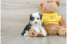 Playful Mini Aussiepoodle Poodle Mix Puppy