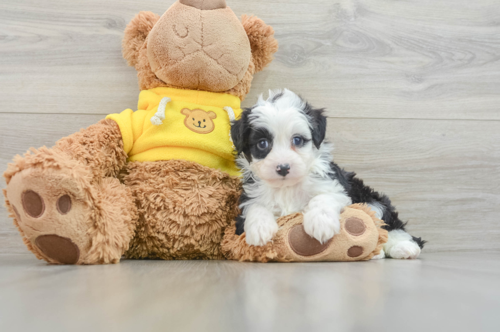 6 week old Mini Aussiedoodle Puppy For Sale - Pilesgrove Pups