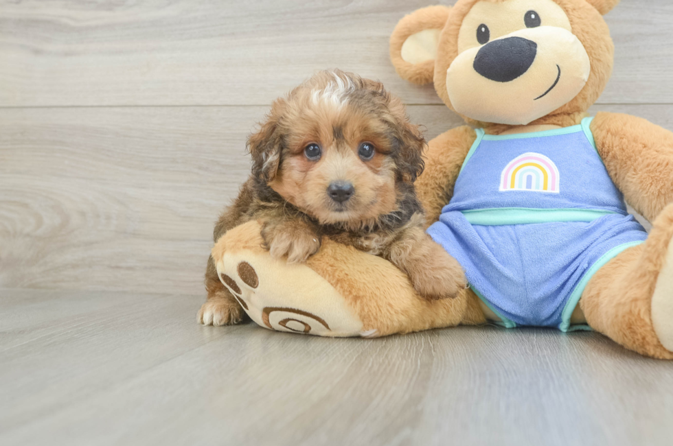 5 week old Mini Aussiedoodle Puppy For Sale - Pilesgrove Pups