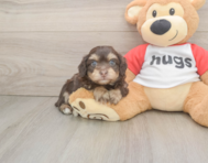 8 week old Mini Aussiedoodle Puppy For Sale - Pilesgrove Pups