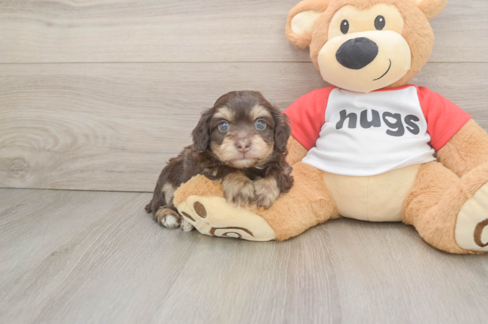 5 week old Mini Aussiedoodle Puppy For Sale - Pilesgrove Pups