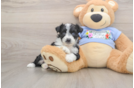 Adorable Aussiepoo Poodle Mix Puppy