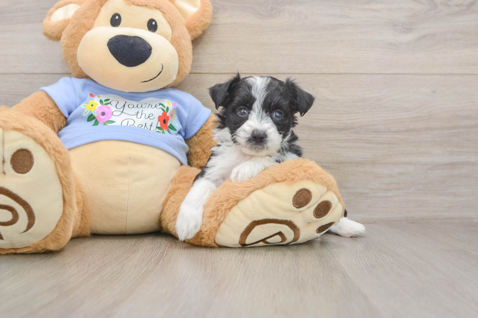Happy Mini Aussiedoodle Baby