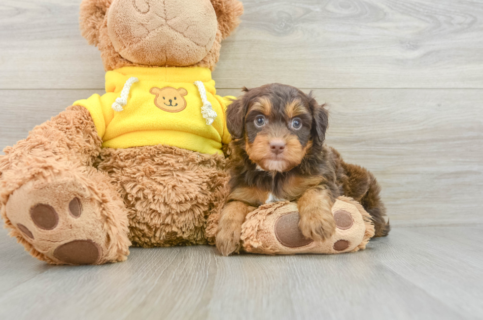 6 week old Mini Aussiedoodle Puppy For Sale - Pilesgrove Pups