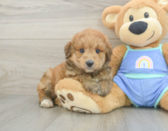 8 week old Mini Aussiedoodle Puppy For Sale - Pilesgrove Pups