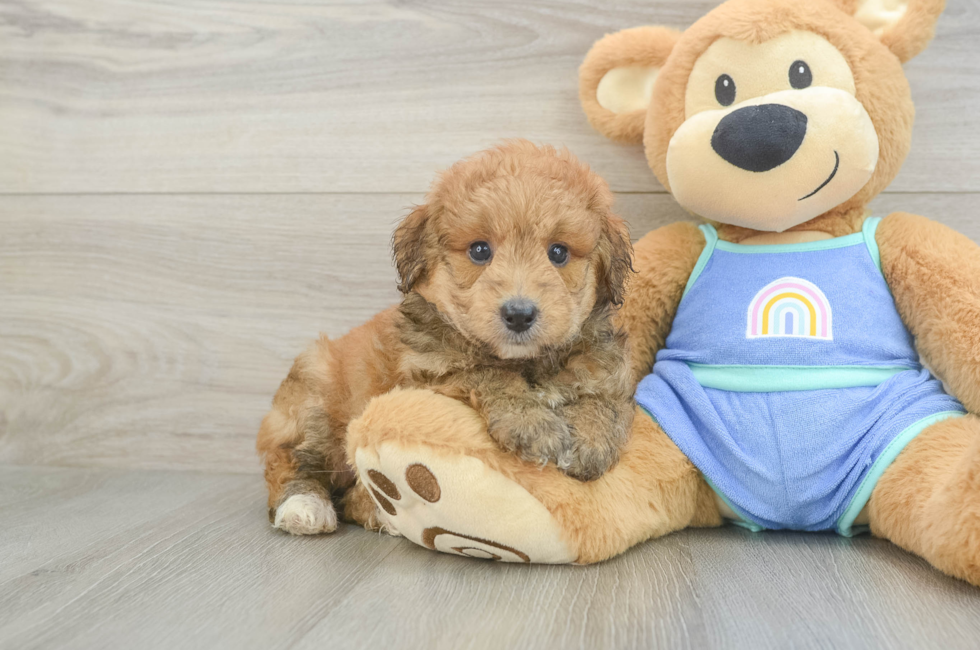 5 week old Mini Aussiedoodle Puppy For Sale - Pilesgrove Pups