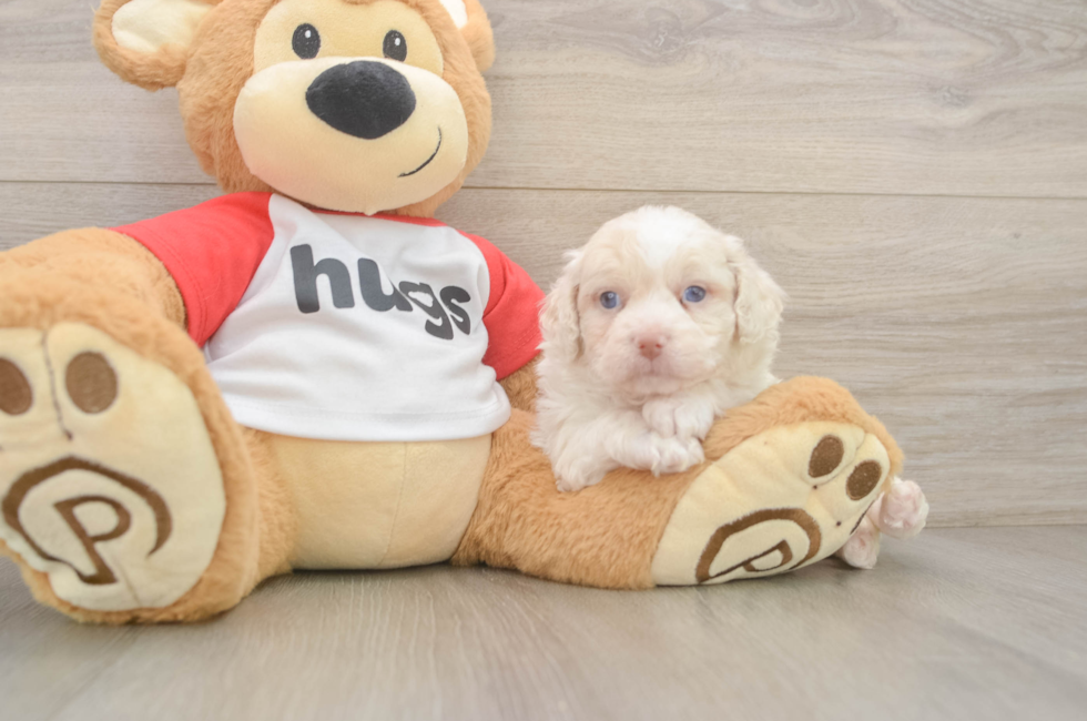 5 week old Mini Aussiedoodle Puppy For Sale - Pilesgrove Pups