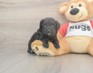 7 week old Mini Aussiedoodle Puppy For Sale - Pilesgrove Pups