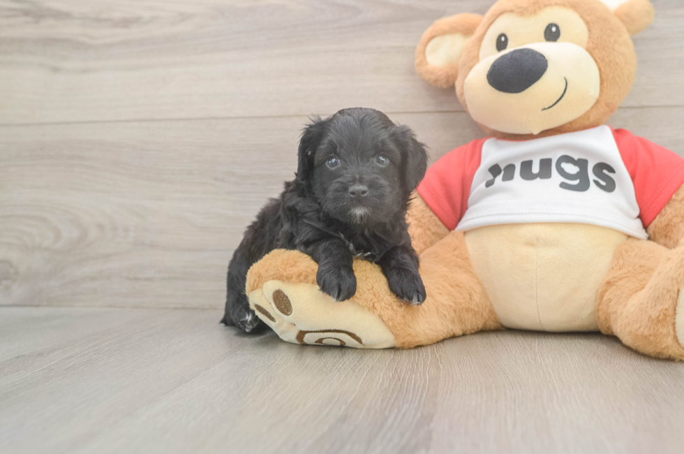 5 week old Mini Aussiedoodle Puppy For Sale - Pilesgrove Pups