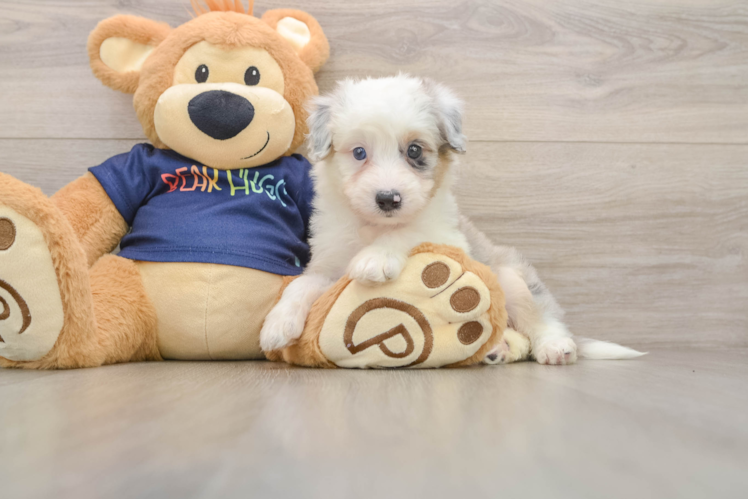 Mini Aussiedoodle Pup Being Cute