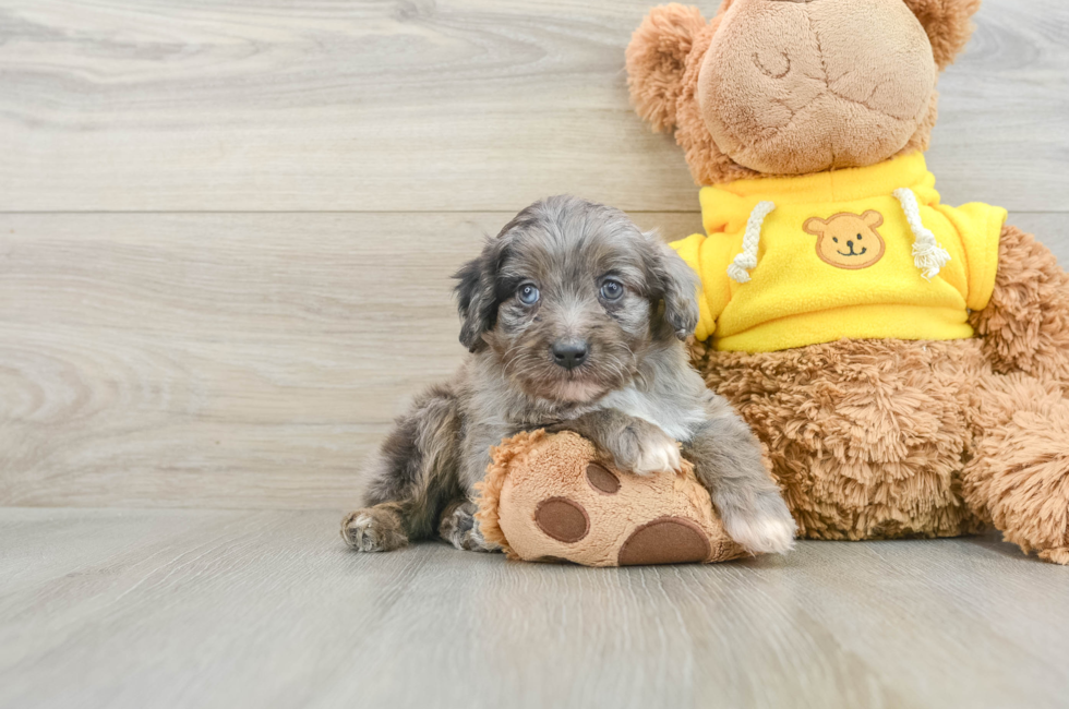 6 week old Mini Aussiedoodle Puppy For Sale - Pilesgrove Pups