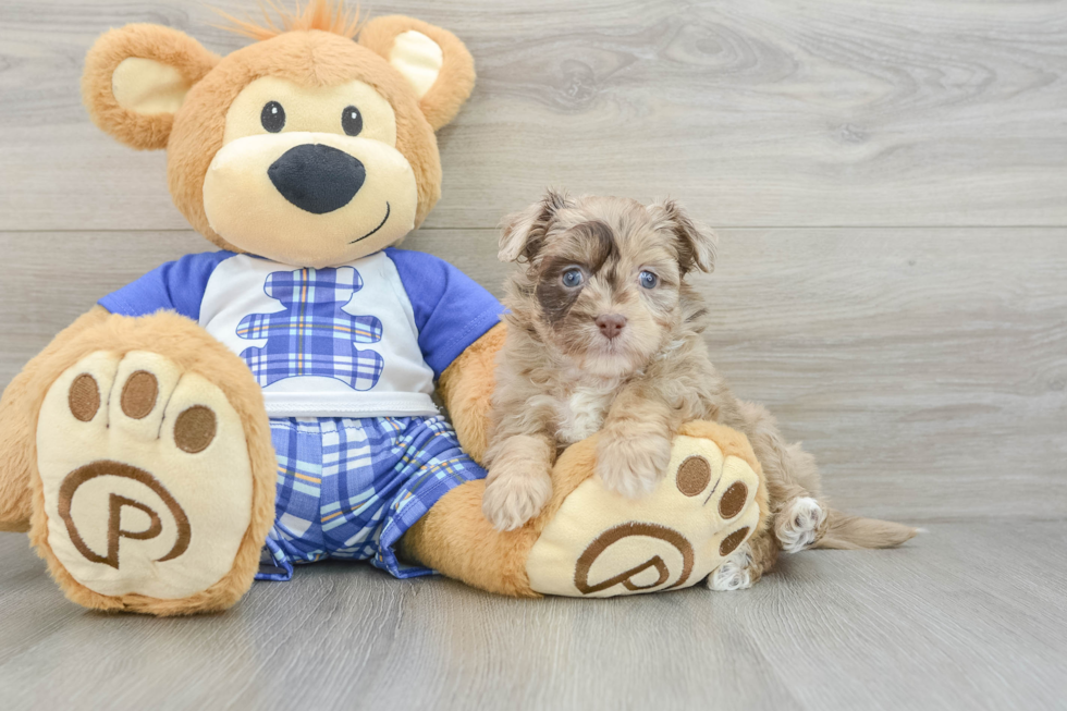 Petite Mini Aussiedoodle Poodle Mix Pup