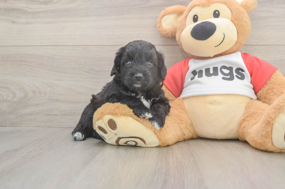 5 week old Mini Aussiedoodle Puppy For Sale - Pilesgrove Pups