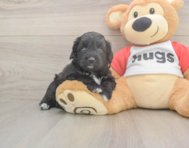 6 week old Mini Aussiedoodle Puppy For Sale - Pilesgrove Pups 6 week old Mini Aussiedoodle Puppy For Sale - Pilesgrove Pups