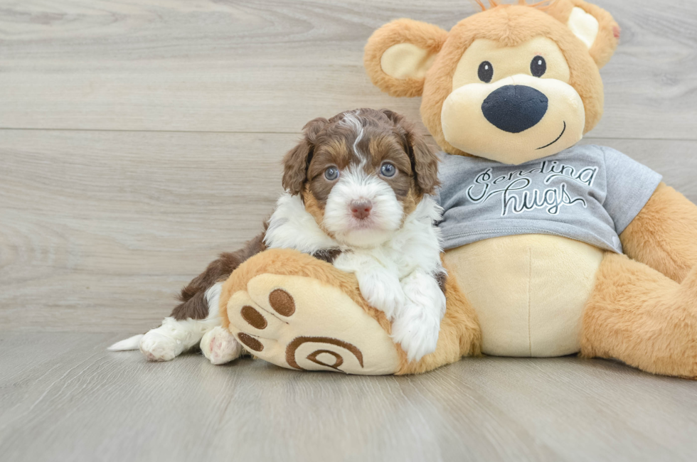 6 week old Mini Aussiedoodle Puppy For Sale - Pilesgrove Pups