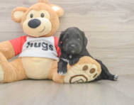 7 week old Mini Aussiedoodle Puppy For Sale - Pilesgrove Pups