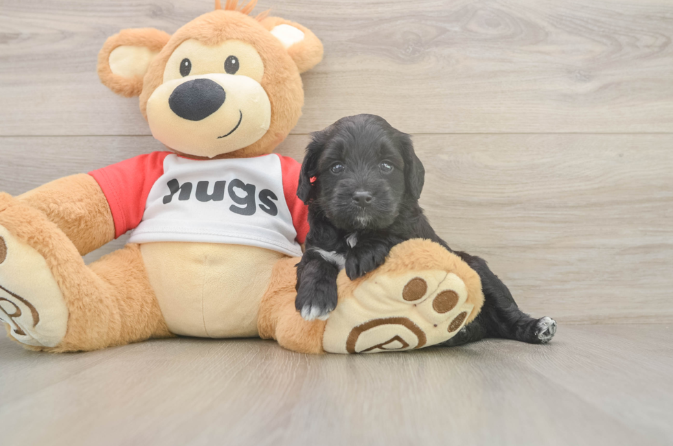5 week old Mini Aussiedoodle Puppy For Sale - Pilesgrove Pups