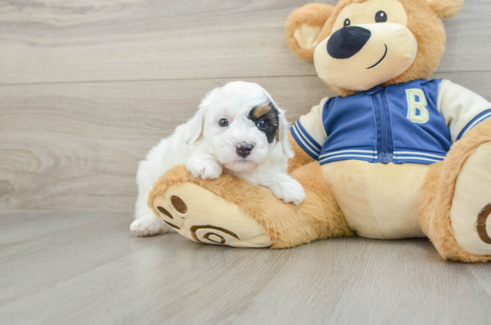 5 week old Mini Aussiedoodle Puppy For Sale - Pilesgrove Pups