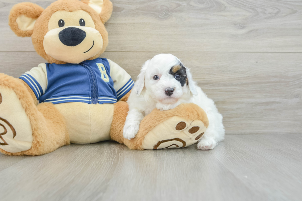 Petite Mini Aussiedoodle Poodle Mix Pup