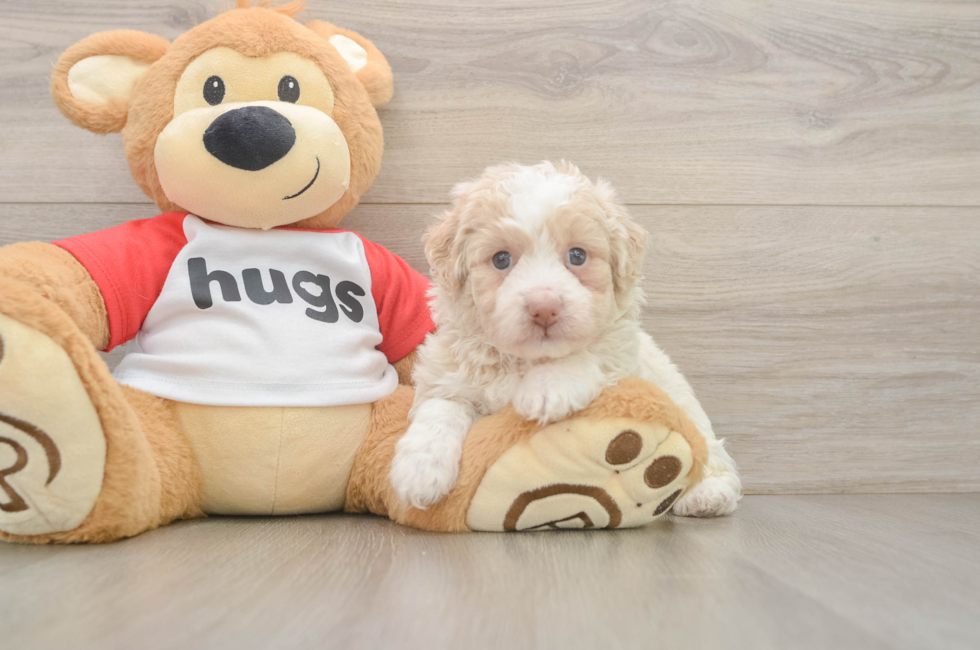 5 week old Mini Aussiedoodle Puppy For Sale - Pilesgrove Pups