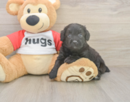 6 week old Mini Aussiedoodle Puppy For Sale - Pilesgrove Pups