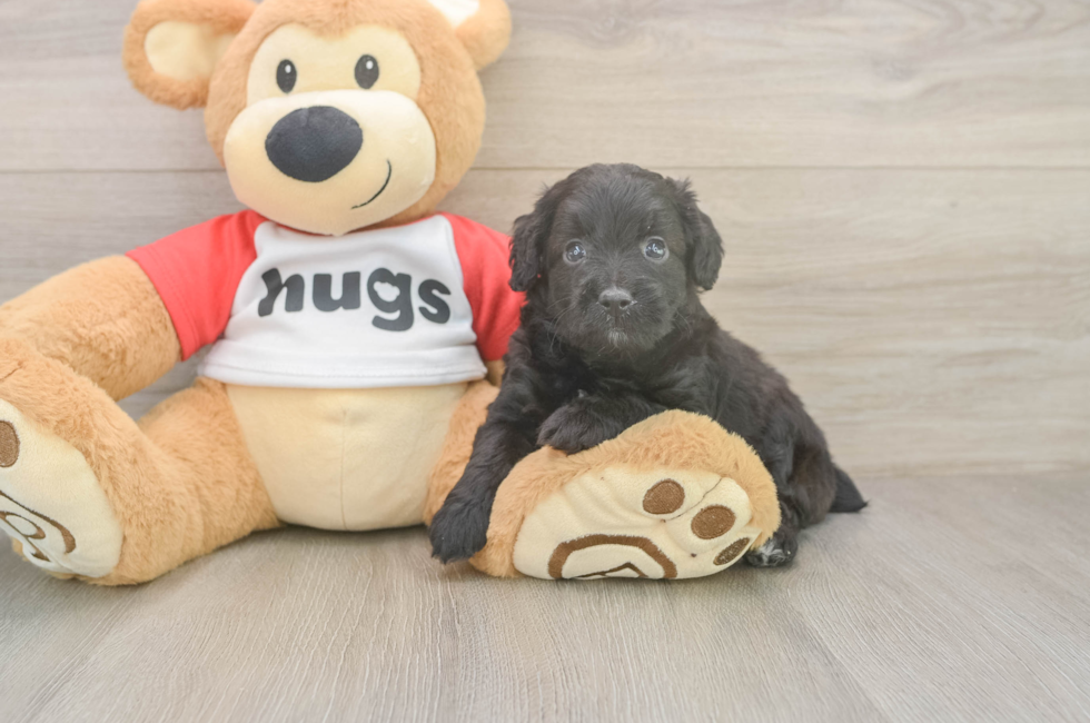 5 week old Mini Aussiedoodle Puppy For Sale - Pilesgrove Pups