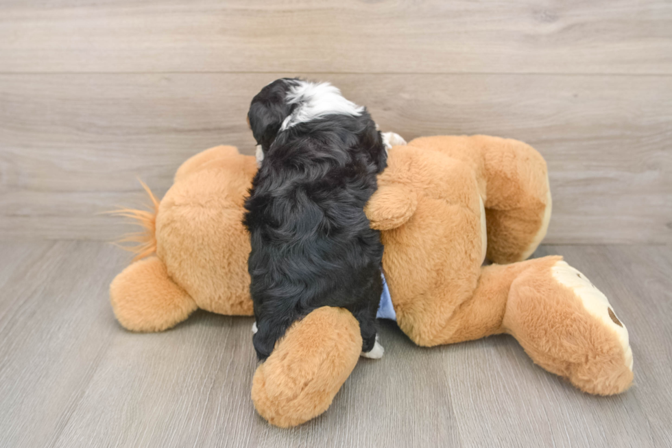 Mini Aussiedoodle Puppy for Adoption