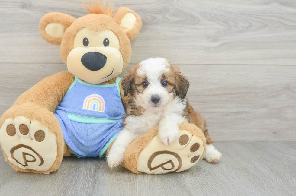 5 week old Mini Aussiedoodle Puppy For Sale - Pilesgrove Pups