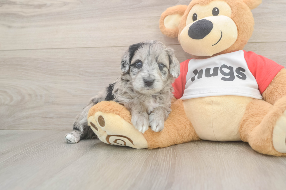 5 week old Mini Aussiedoodle Puppy For Sale - Pilesgrove Pups
