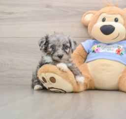 7 week old Mini Aussiedoodle Puppy For Sale - Pilesgrove Pups