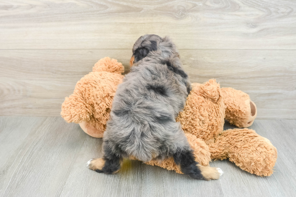 Fluffy Mini Aussiedoodle Poodle Mix Pup