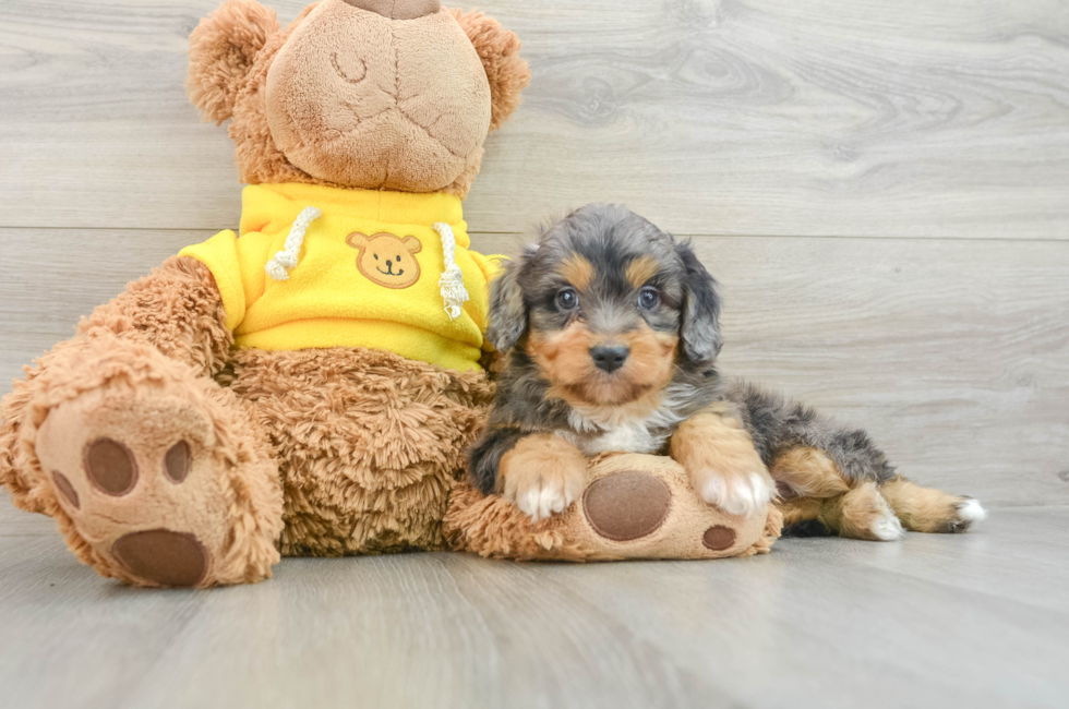 6 week old Mini Aussiedoodle Puppy For Sale - Pilesgrove Pups