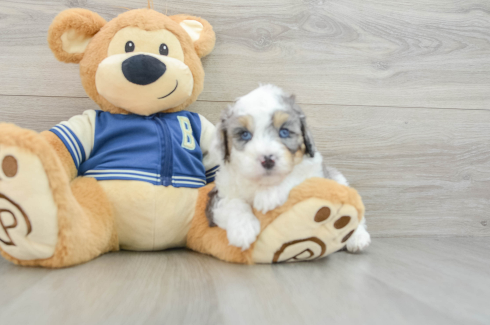 5 week old Mini Aussiedoodle Puppy For Sale - Pilesgrove Pups