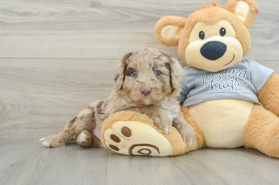 6 week old Mini Aussiedoodle Puppy For Sale - Pilesgrove Pups