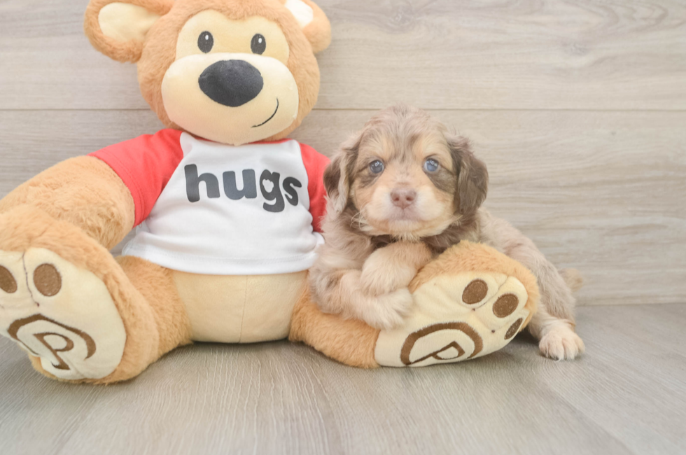 5 week old Mini Aussiedoodle Puppy For Sale - Pilesgrove Pups