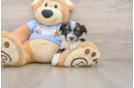 Energetic Aussiepoo Poodle Mix Puppy