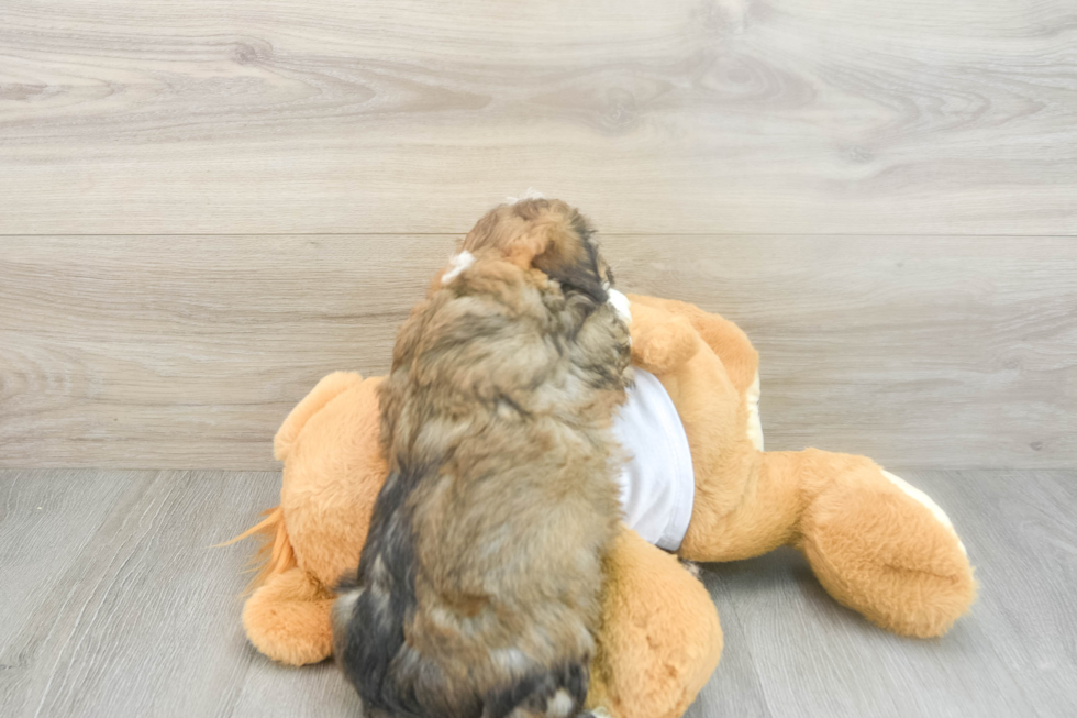 Friendly Mini Aussiedoodle Baby