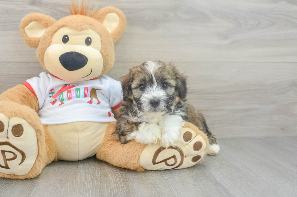 5 week old Mini Aussiedoodle Puppy For Sale - Pilesgrove Pups