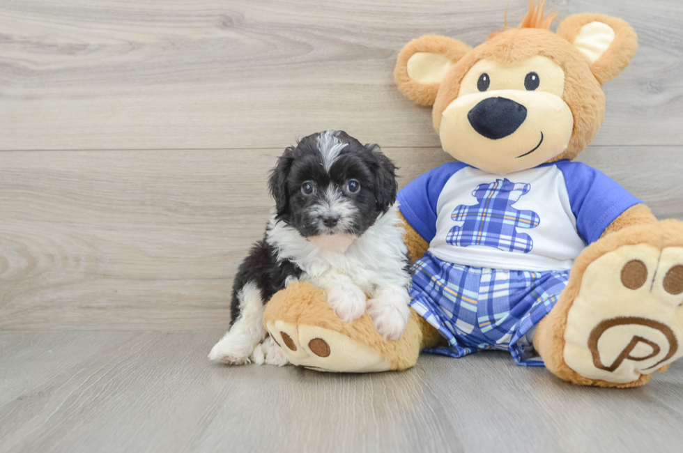 7 week old Mini Aussiedoodle Puppy For Sale - Pilesgrove Pups